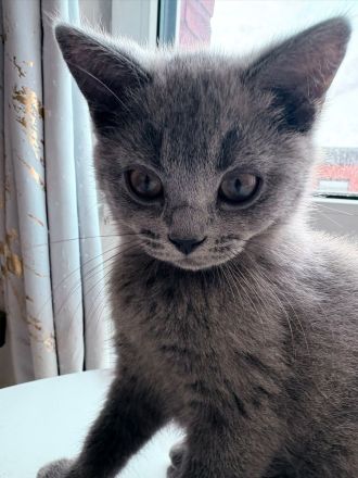 BKH Kitten zum Verkaufen