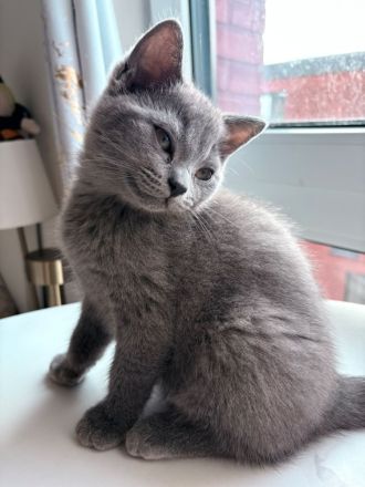 BKH Kitten zum Verkaufen