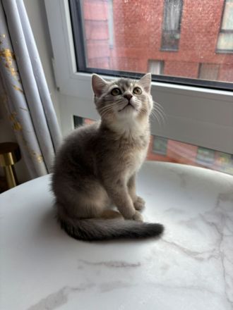 BKH Kitten zum Verkaufen