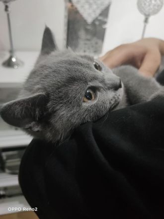BKH Kitten zum Verkaufen