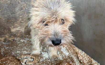 Viva - schüchterne kleine Maus sucht ein warmes Körbchen