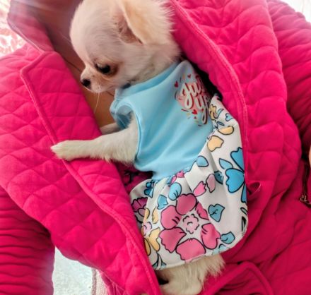 Bezaubernde Chihuahua-Hündin Bonia sucht ein neues liebevolles Zuhause