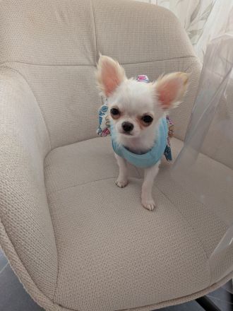 Bezaubernde Chihuahua-Hündin Bonia sucht ein neues liebevolles Zuhause