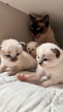 Siam kitten