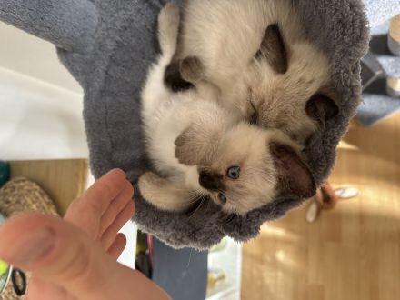 Siam kitten