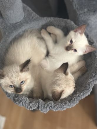 Siam kitten