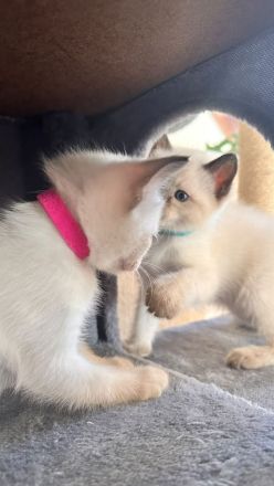 Siam kitten