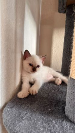 Siam kitten