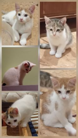 Katzen Babys abzugeben
