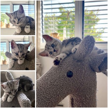 Entzückende BKH Britisch Kurzhaar-Kitten mit KKÖ-Stammbaum, Familienaufzucht in Österreich