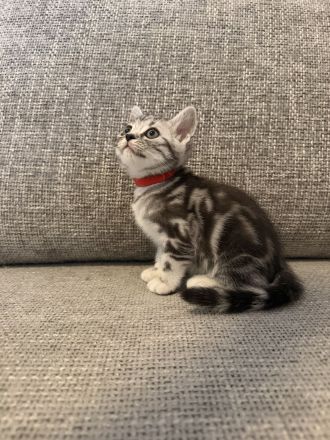 Entzückende BKH Britisch Kurzhaar-Kitten mit KKÖ-Stammbaum, Familienaufzucht in Österreich
