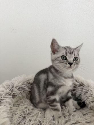 Entzückende BKH Britisch Kurzhaar-Kitten mit KKÖ-Stammbaum, Familienaufzucht in Österreich