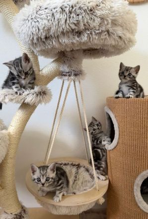 Entzückende BKH-Kitten mit KKÖ-Stammbaum, Familienaufzucht in OÖ