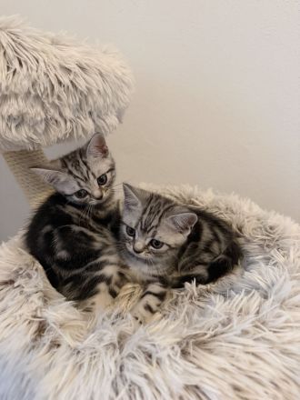 Entzückende BKH Britisch Kurzhaar-Kitten mit KKÖ-Stammbaum, Familienaufzucht in Österreich