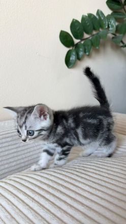 Entzückende BKH-Kitten mit KKÖ-Stammbaum, Familienaufzucht in OÖ
