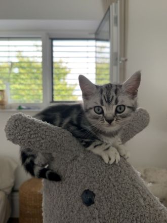 Entzückende BKH Britisch Kurzhaar-Kitten mit KKÖ-Stammbaum, Familienaufzucht in Österreich