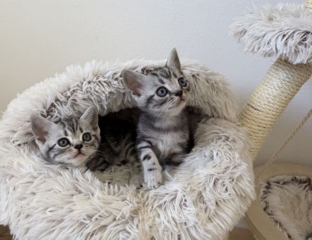 Entzückende BKH-Kitten mit KKÖ-Stammbaum, Familienaufzucht in OÖ