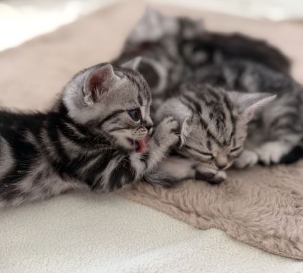 Entzückende BKH-Kitten mit KKÖ-Stammbaum, Familienaufzucht in OÖ