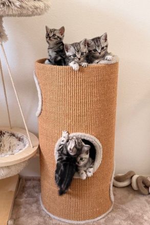 Entzückende BKH-Kitten mit KKÖ-Stammbaum, Familienaufzucht in OÖ
