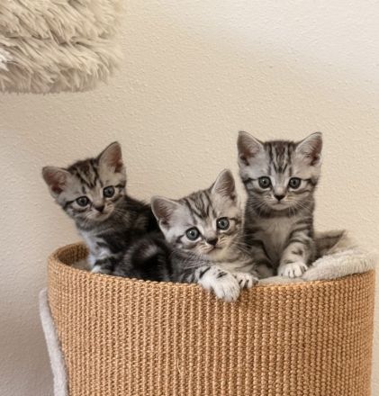 Entzückende BKH-Kitten mit KKÖ-Stammbaum, Familienaufzucht in OÖ