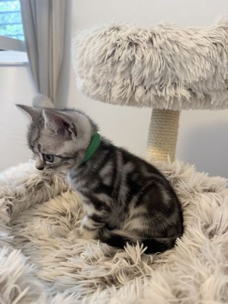 Entzückende BKH Britisch Kurzhaar-Kitten mit KKÖ-Stammbaum, Familienaufzucht in Österreich