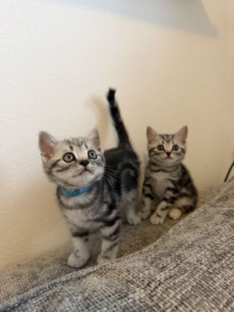 Entzückende BKH Britisch Kurzhaar-Kitten mit KKÖ-Stammbaum, Familienaufzucht in Österreich