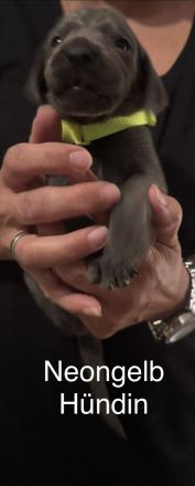 Weimaraner Welpen