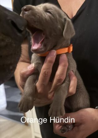 Weimaraner Welpen