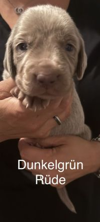 Weimaraner Welpen