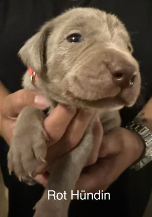 Weimaraner Welpen