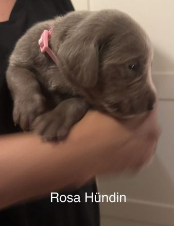 Weimaraner Welpen