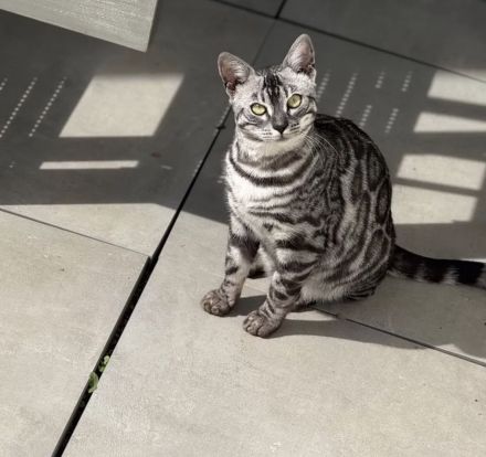 Panomati Bengal - zwei tolle Katzen Damen