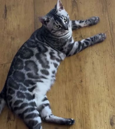 Panomati Bengal - zwei tolle Katzen Damen