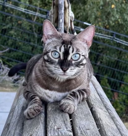 Panomati Bengal - zwei tolle Katzen Damen