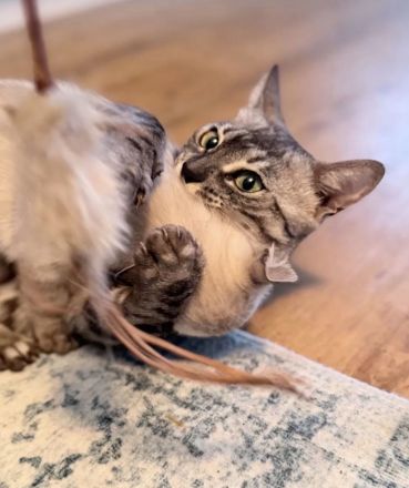 Panomati Bengal - zwei tolle Katzen Damen