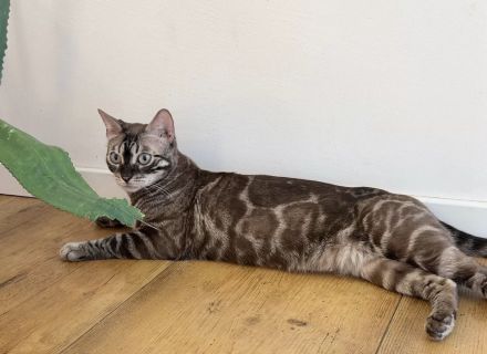 Panomati Bengal - zwei tolle Katzen Damen