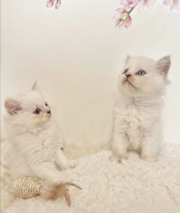 Heilige Birma Kitten süße Mix Kätzchen bereits geimpft und gechipt