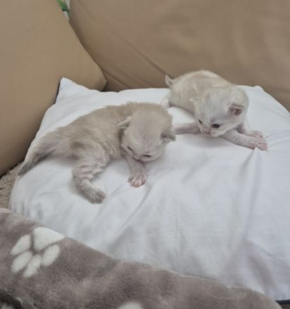 Kitten Point Zeichnung Kätzchen bereits geimpft und gechipt