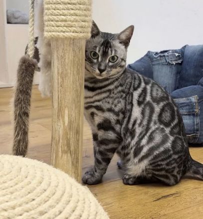 Zwei tolle Bengal Katzendamen mit Stammbaum