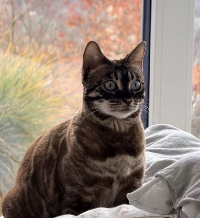 Zwei tolle Bengal Katzendamen mit Stammbaum
