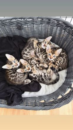 Bengal-Kitten suchen ein Liebevolles Zuhause.