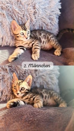 Bengal-Kitten suchen ein Liebevolles Zuhause.