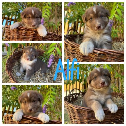 Reinrassige Australian Shepherd Welpen suchen ein liebevolles Zuhause