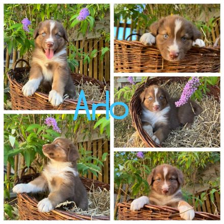Reinrassige Australian Shepherd Welpen suchen ein liebevolles Zuhause