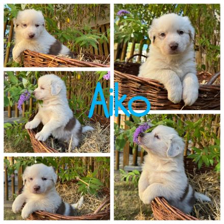 Reinrassige Australian Shepherd Welpen suchen ein liebevolles Zuhause