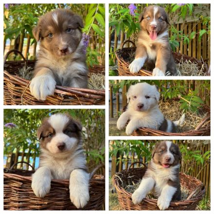 Reinrassige Australian Shepherd Welpen suchen ein liebevolles Zuhause