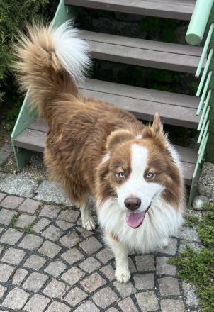 Reinrassige Australian Shepherd Welpen suchen ein liebevolles Zuhause