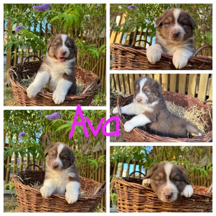 Reinrassige Australian Shepherd Welpen suchen ein liebevolles Zuhause