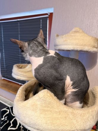🐾 Sphynx Kater 🐾