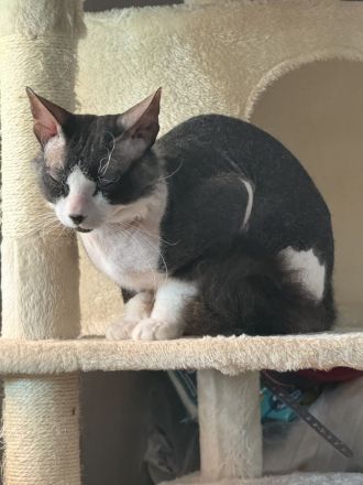 🐾 Sphynx Kater 🐾
